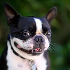 Boston Terrier - Photo 10