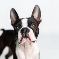Boston Terrier - Photo 11