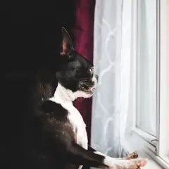 Boston Terrier - Photo 12