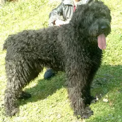 Bovaro delle Fiandre - Foto 7