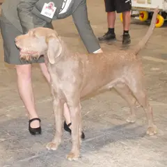 Slovakian Wirehaired Pointer - Photo 2