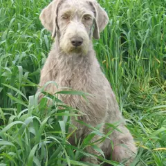 Slovakian Wirehaired Pointer - Photo 4