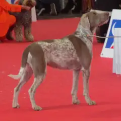Slovakian Wirehaired Pointer - Photo 5