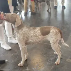 Slovakian Wirehaired Pointer - Photo 6