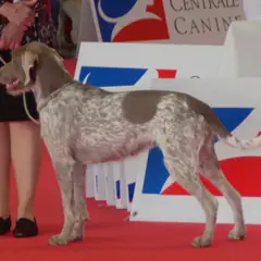 Slovakian Wirehaired Pointer - Photo 7