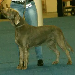 Slovakian Wirehaired Pointer - Photo 8