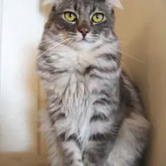 American Curl - Foto 4