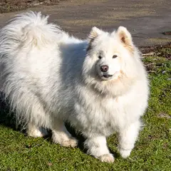 Samoyedo - Foto 1