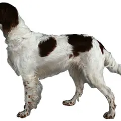 Setter Irlandais Rouge - Photo 2