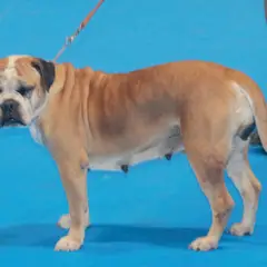 Continental Bulldog - Foto 2
