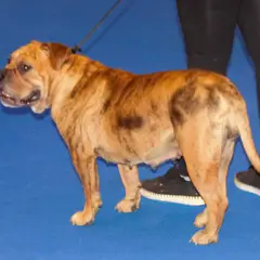 Continental Bulldog - Foto 3