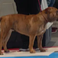 Continental Bulldog - Foto 4