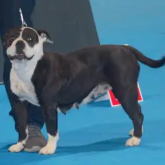 Continental Bulldog - Foto 5