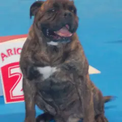Continental Bulldog - Foto 6