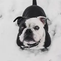 Continental Bulldog - Foto 9