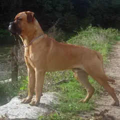 Bullmastiff - Foto 2