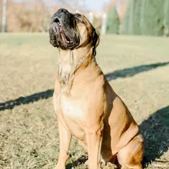 Bullmastiff - Foto 3