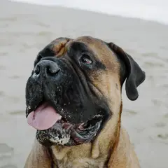 Bullmastiff - Foto 4