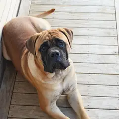 Bullmastiff - Foto 7