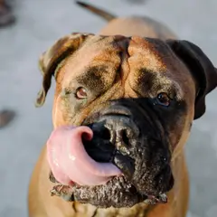Bullmastiff - Foto 8