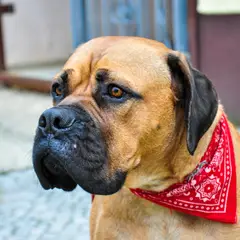 Bullmastiff - Foto 10