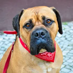 Bullmastiff - Foto 11