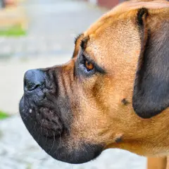 Bullmastiff - Foto 12