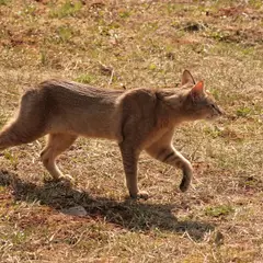 Chausie - Foto 1