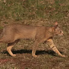 Chausie - Foto 2