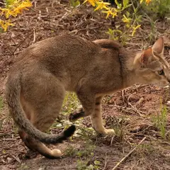 Chausie - Foto 3