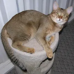 Chausie - Foto 4