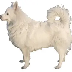 Spitz Allemand - Photo 2