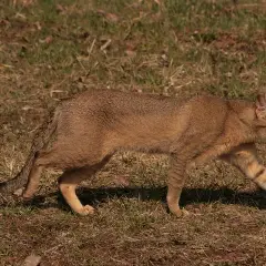Chausie - Foto 5