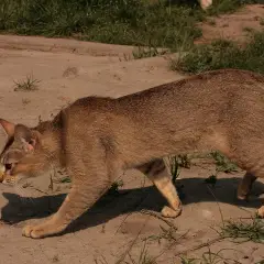 Chausie - Foto 6