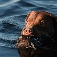Chesapeake Bay Retriever - Photo 7