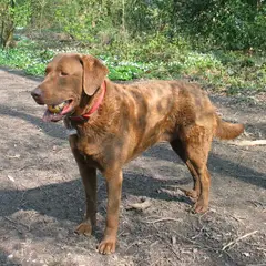 Chesapeake Bay Retriever - Photo 9