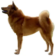 Spitz Finlandais - Photo 1
