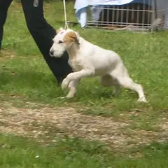 Rauhhaariger Istrianer Laufhund - Foto 2