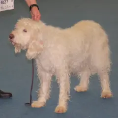 Rauhhaariger Istrianer Laufhund - Foto 3