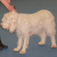 Rauhhaariger Istrianer Laufhund - Foto 4