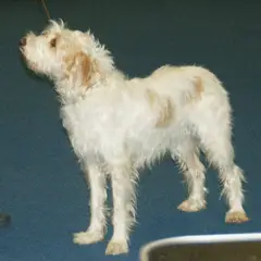 Rauhhaariger Istrianer Laufhund - Foto 5