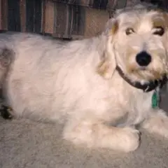 Rauhhaariger Istrianer Laufhund - Foto 7