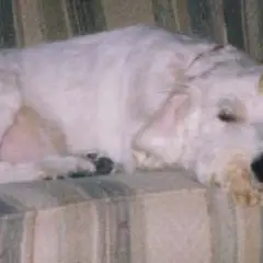 Rauhhaariger Istrianer Laufhund - Foto 8
