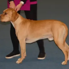 Chien d'arrêt portugais - Photo 2
