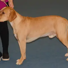 Chien d'arrêt portugais - Photo 3