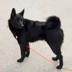 Chien d'Élan Norvégien Noir - Photo 3