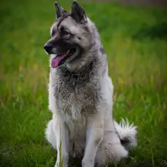 Chien d'Élan Norvégien Noir - Photo 4