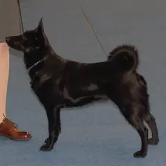 Chien d'Élan Norvégien Noir - Photo 5