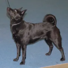 Chien d'Élan Norvégien Noir - Photo 6