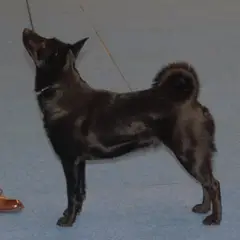 Chien d'Élan Norvégien Noir - Photo 7